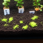 植栽から7日目　ウォーターローン